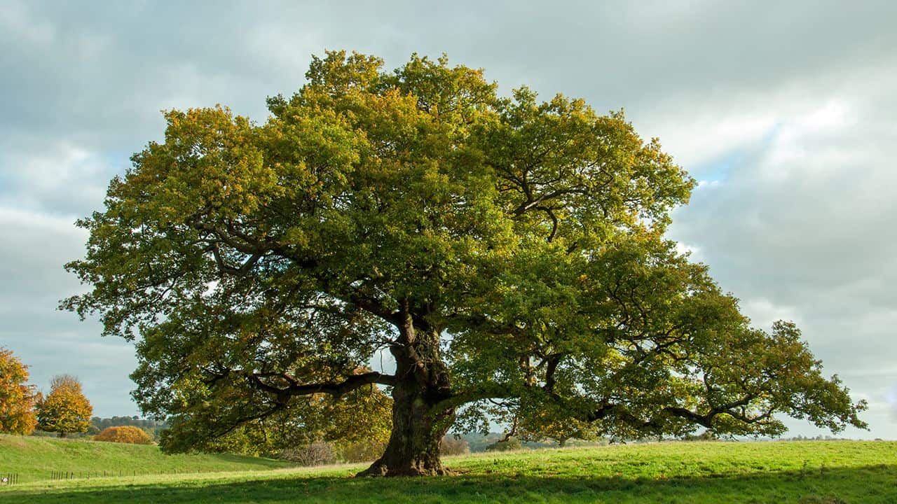 arbol del roble