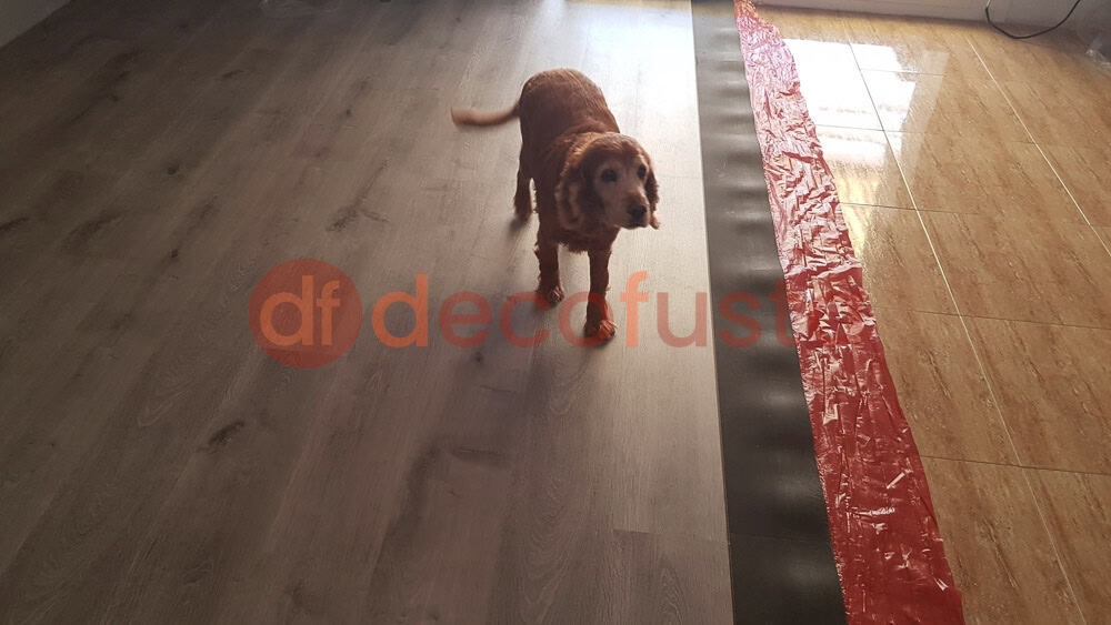 Perro en suelo laminado 1